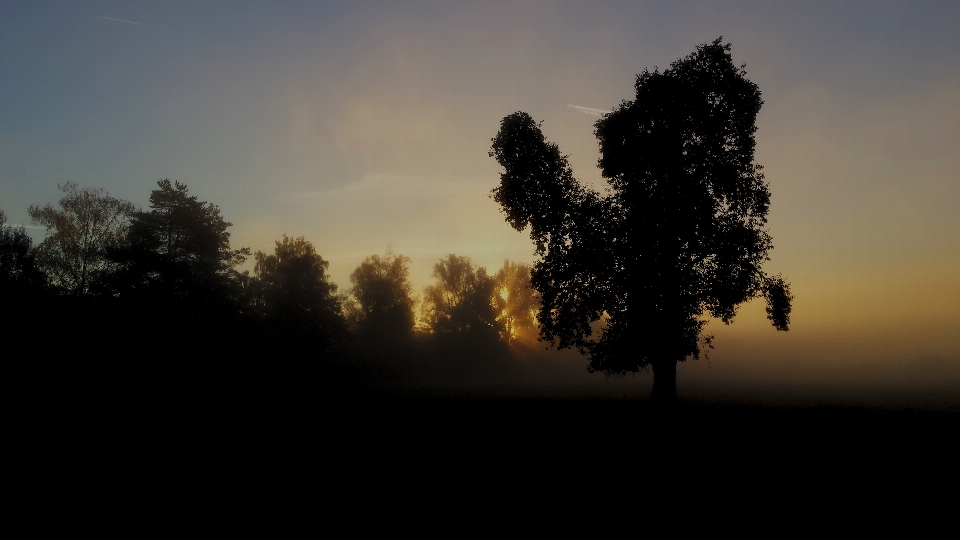 Landscape tree nature horizon