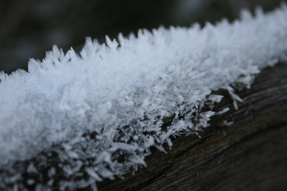 自然 分支 雪 冬天