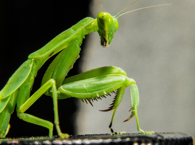 Photo Fleur vert mante religieuse
 insecte