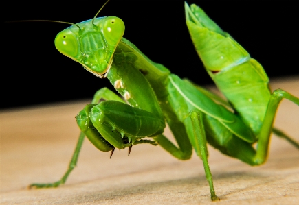 Photo Vert mante religieuse
 insecte fermer