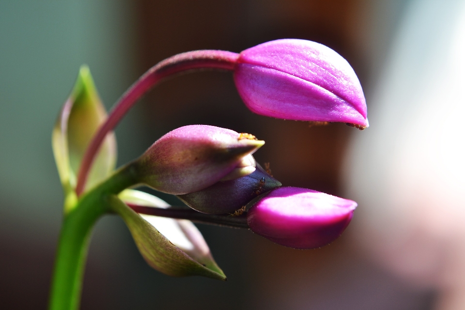 Blossom plant photography leaf