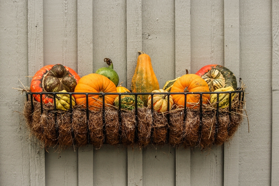 Bird plant stem fall