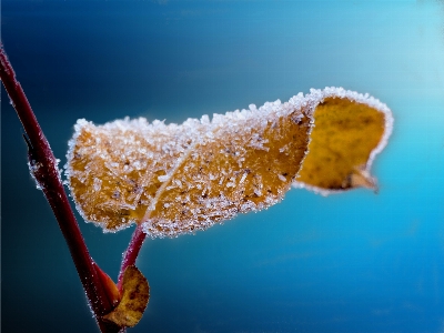 Nature forest branch winter Photo