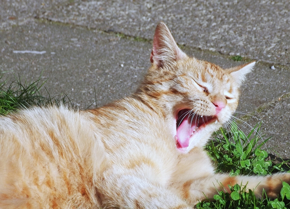 Grass outdoor sun kitten