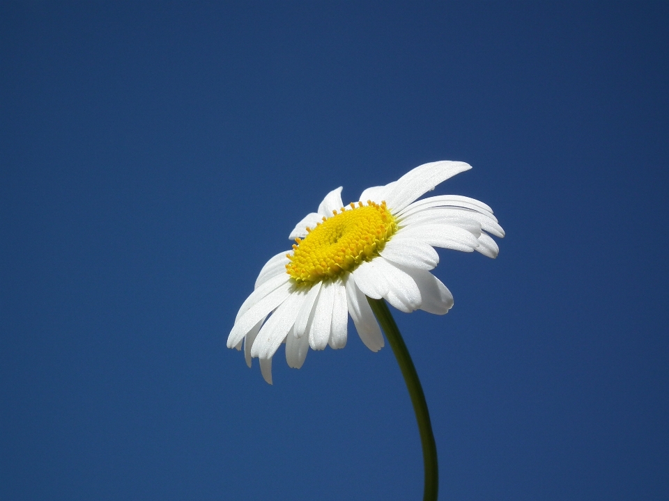 Blüte anlage himmel weiss