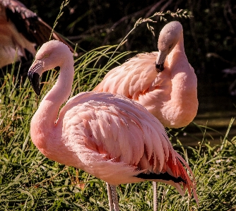 自然 アウトドア 荒野
 鳥 写真