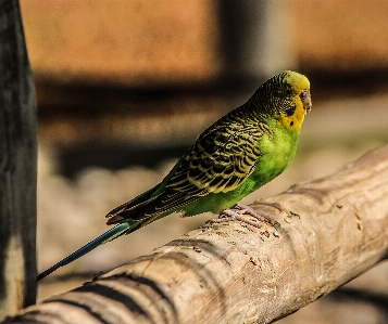 自然 ブランチ 鳥 野生動物 写真