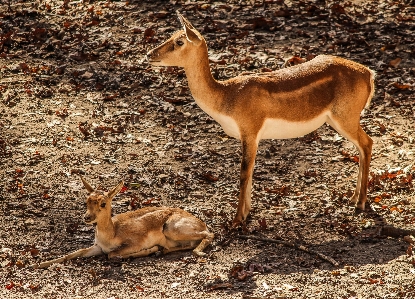 Nature wilderness animal wildlife Photo