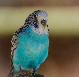 鳥 羽 嘴 青 写真