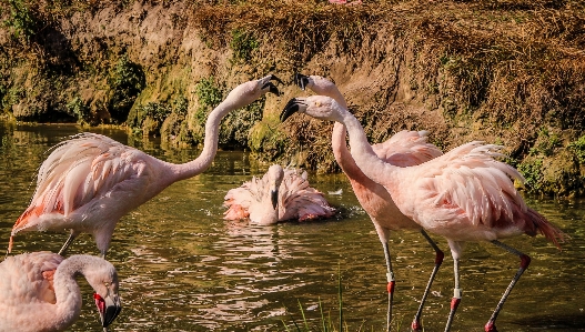 自然 アウトドア 荒野
 鳥 写真