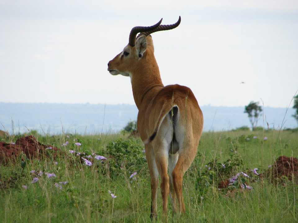 Meadow prairie animal male