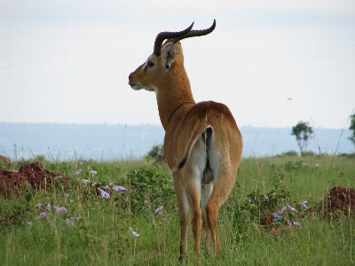 Meadow prairie animal male Photo