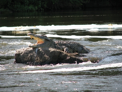 Foto Air rock sungai margasatwa