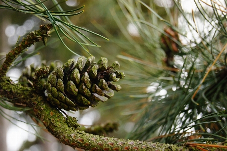 Tree nature forest branch Photo