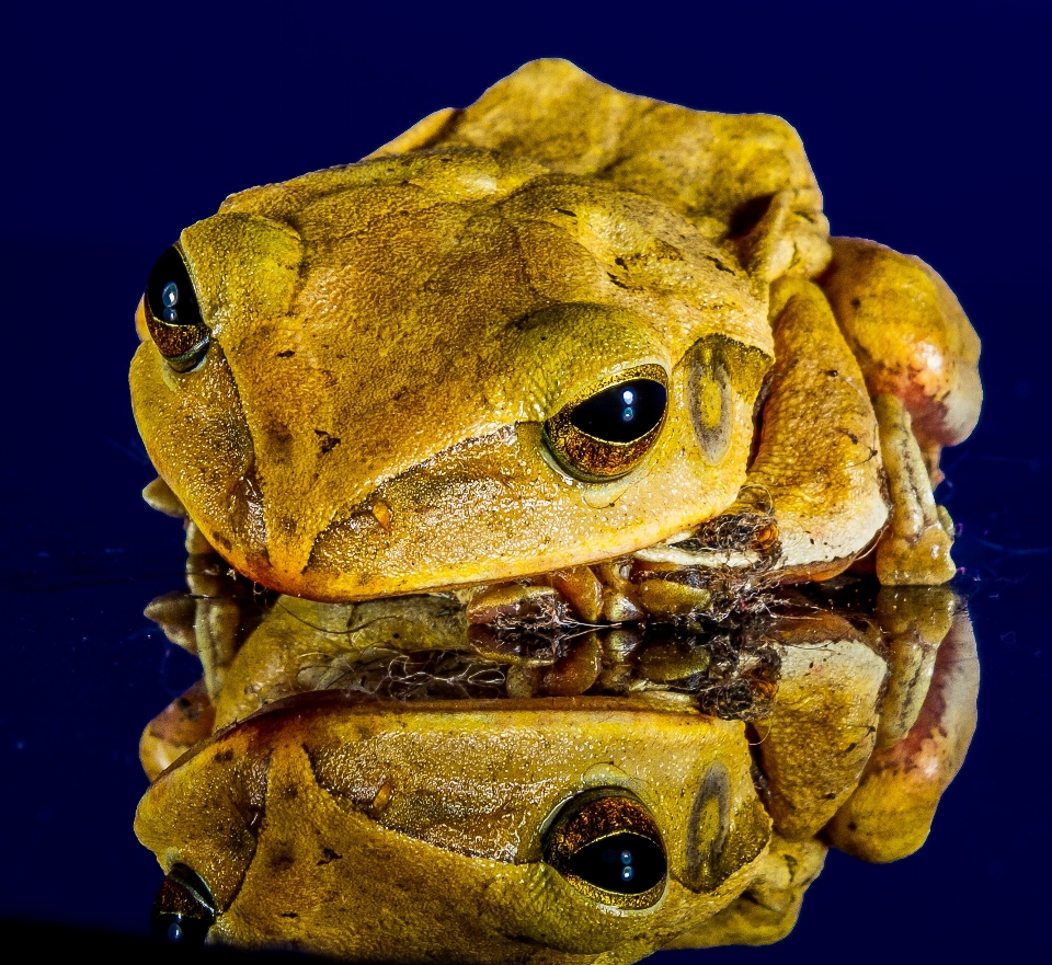 Katak kodok amfibi menutup