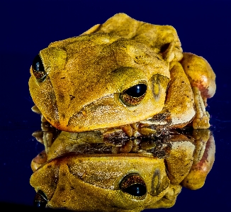 Frog toad amphibian close Photo