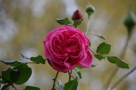 Blossom plant flower petal Photo