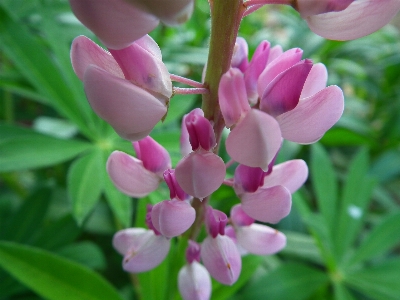 Nature blossom plant flower Photo