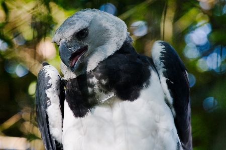 自然 アウトドア 荒野
 鳥 写真