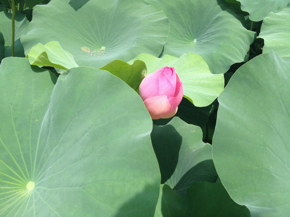 Pianta foglia fiore petalo