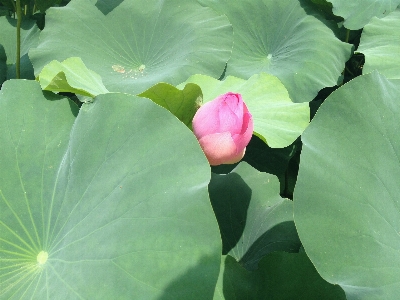 Plant leaf flower petal Photo