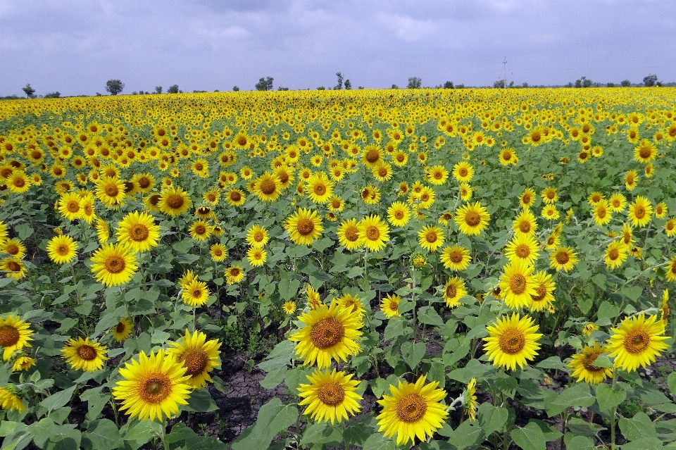 Usine champ prairie
 fleur