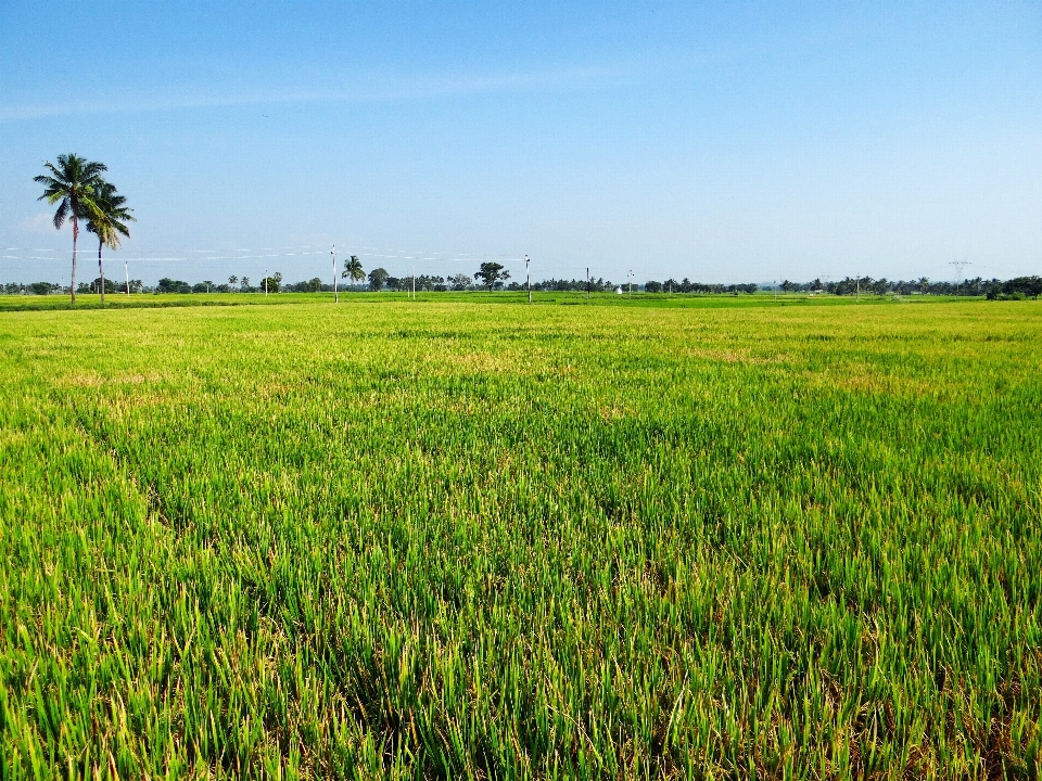 Lanskap rumput rawa
 tanaman