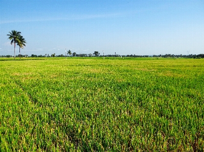 Landscape grass marsh plant Photo