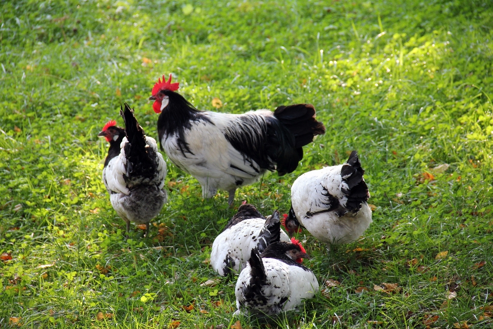 Erba uccello prato
 animale