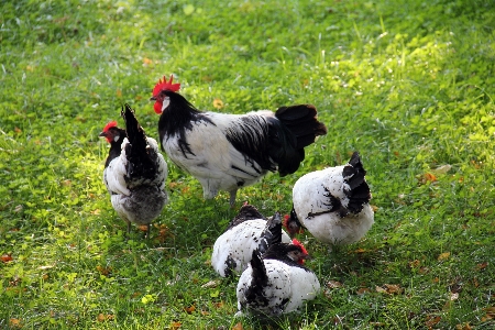 çimen kuş çayır
 hayvan Fotoğraf