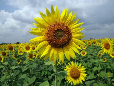 Blossom plant field stem Photo