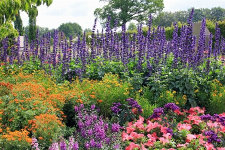 Blossom plant meadow flower Photo