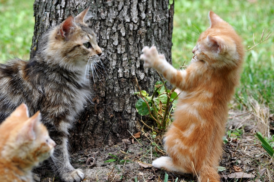 Cute bark wildlife young