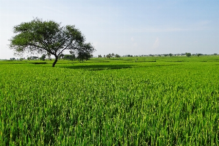 Landscape nature grass outdoor Photo