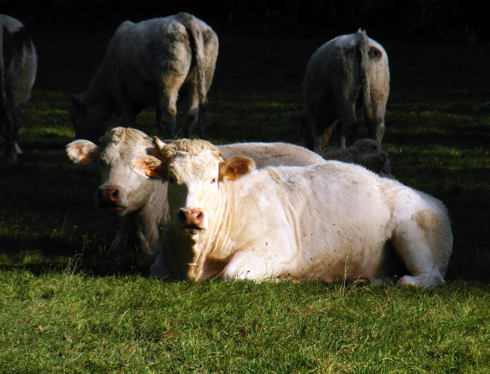 Grass white meadow wildlife