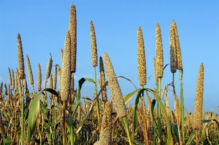 Foto Cacto
 plantar campo pradaria
