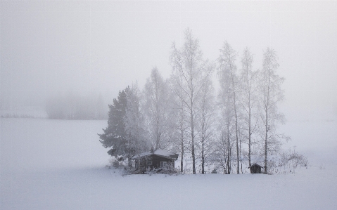 風景 木 雪 寒い 写真