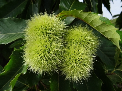 木 自然 とげのある
 植物 写真