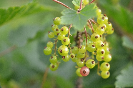 Plant fruit berry leaf Photo