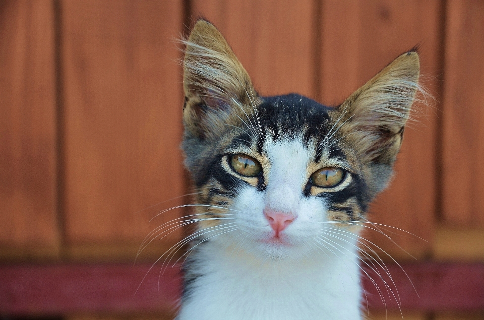 Branco animal bonitinho gatinho