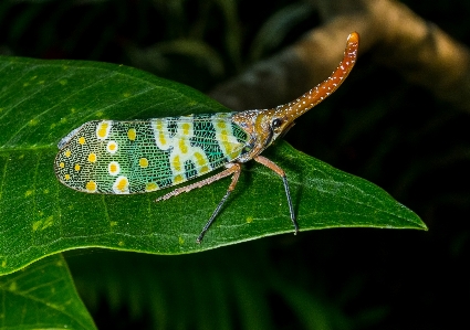 Nature photography leaf flower Photo