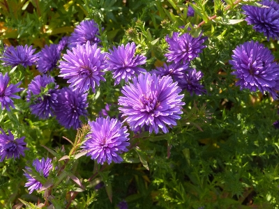 Blossom plant meadow stem Photo