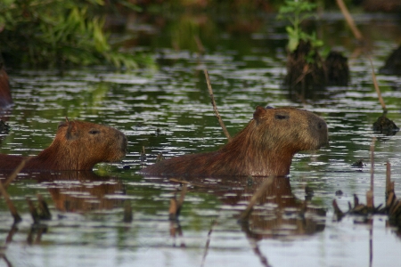 Photo Herbe faune boue mammifère