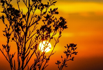 Tree nature horizon branch Photo