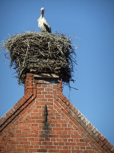 Bird tower blue stork Photo