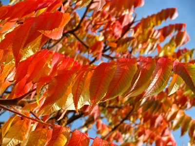 Tree nature branch plant Photo