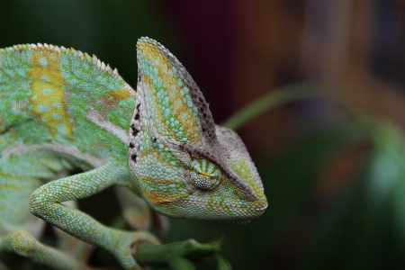 Foto Satwa margasatwa hijau reptil