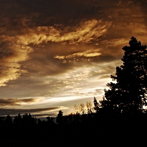 Baum natur horizont licht Foto