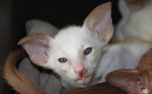 Hair white animal cute Photo