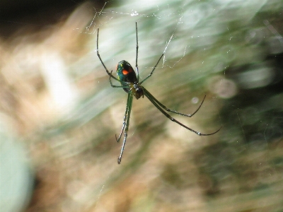 Nature web insect macro Photo